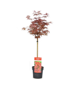 Acer palmatum 'Shaina' - Japanese maple tree - Pot 19 cm - Height 80-90 cm