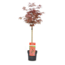 Acer palmatum 'Shaina' - Japanischer Ahornbaum - Topf 19cm - Höhe 80-90cm