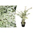 Acer palmatum 'Ukigumo' - Japanse Esdoorn - Pot 19cm - Hoogte 50-60cm