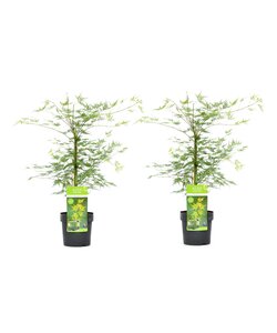 Acer palmatum Emerald Lace - 2er Set - Japanischer Ahorn - ⌀ 19cm - Höhe 60-70cm