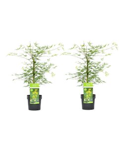 Acer palmatum 'Emerald Lace' - Set van 2 - Esdoorn - Pot 19cm - Hoogte 60-70cm