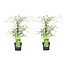 Acer palmatum Emerald Lace - 2er Set - Japanischer Ahorn - ⌀ 19cm - Höhe 60-70cm