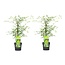 Acer palmatum 'Emerald Lace' - Set de 2 - Erable - Pot 19cm - Hauteur 60-70cm