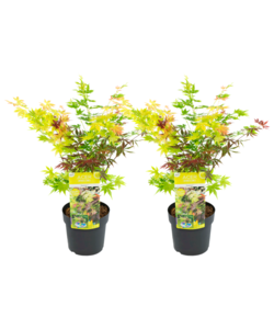 Acer palmatum 'Festival' - 2er Set - Japanischer Ahorn - ⌀ 19cm - Höhe 60-70cm