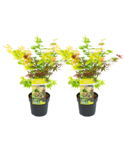 Acer palmatum Festival - Zestaw 2 sztuk - klon - ⌀19cm - Wysokość 60-70 cm
