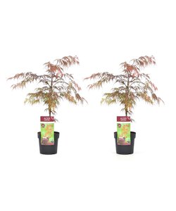 Acer palmatum 'Garnet' - Set de 2 - Erable japonais - Pot 19cm - Hauteur 60-70cm
