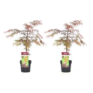 Acer palmatum 'Garnet' - Set of 2 - Japanese Maple - ø19cm - Height 60-70 cm