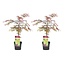 Acer palmatum 'Garnet' - Set de 2 - Erable japonais - Pot 19cm - Hauteur 60-70cm