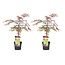 Acer palmatum 'Garnet' - Set di 2 - Acero giapponese - Vaso 19cm Altezza 60-70cm