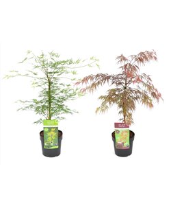 Acer Garnet & Emerald Lace - 2er Mix - Japanischer Ahorn - ⌀ 19cm -Höhe 80-90cm