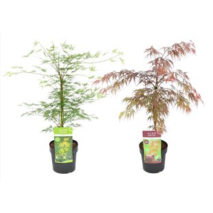 Acer palmatum 'Garnet', 'Emerald Lace' - Mix of 2 - ø19cm - Height 60-70cm