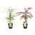 Acer palmatum 'Garnet', 'Emerald Lace' - Mix of 2 - ø19cm - Height 60-70cm