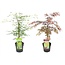 Acer palmatum Garnet, Emerald Lace - Mieszanka 2 sztuk - ⌀19cm - W60-70 cm