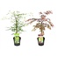 Acer palmatum 'Garnet', 'Emerald Lace' - Mix of 2 - ø19cm - Height 60-70cm