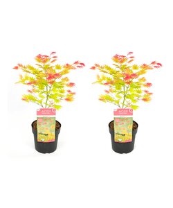 Acer palmatum 'Moonrise' - 2er Set - Japanischer Ahorn - ⌀ 19 cm - Höhe 40-50 cm