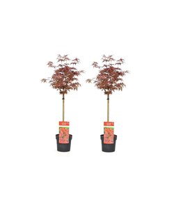 Acer palmatum Shaina - 2er Set - Japanischer Ahorn - Topf 19cm - Höhe 80-90cm