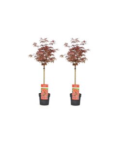 Acer palmatum Shaina - Sæt med 2 - Japansk Ahorntræ - ⌀19cm - Højde 80-90cm