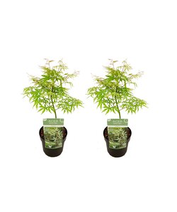 Acer palmatum 'Ukigumo' - Set van 2 - Esdoorn - Pot 19cm - Hoogte 50-60cm