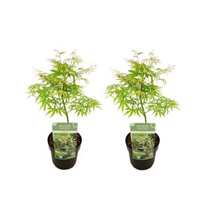 Acer palmatum 'Ukigumo' - Set of 2 - Maple - ø19cm - Height 50-60cm