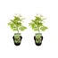 Acer palmatum 'Ukigumo' - Set van 2 - Esdoorn - Pot 19cm - Hoogte 50-60cm