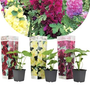 Alcea rosea - Mix of 3 - Red, lemon, purple - Garden - Pot 9cm - Height  25-40cm