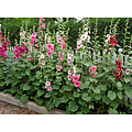 Alcea rosea - Mix of 3 - Red, lemon, purple - Garden - Pot 9cm