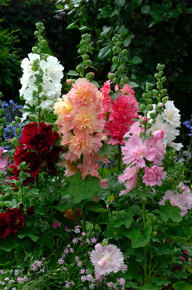 Alcea rosea - Mix of 3 - Red, lemon, purple - Garden - Pot 9cm - Height  25-40cm - FloraStore