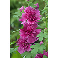 Alcea rosea - Mix of 6 - Red, lemon, purple - Garden - Pot 9cm - Height  25-40cm - FloraStore