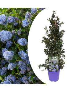 Ceanothus na piramidzie - Roślina ogrodowa