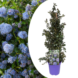 Ceanothus Repens - Boden-Blauschwingel - Topf 17cm - Höhe 60-70cm