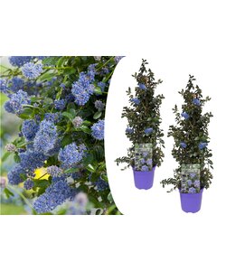 Ceanothus thyrsiflorus Repens - Set van 2 - Struik - Pot 17cm - Hoogte 60-70cm