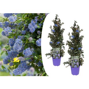 Ceanothus thyrsiflorus Repens - Set of 2 - Bush - ø17cm - Height 60-70cm