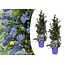 Ceanothus Repens - 2er Set - Boden-Blauschwingel - Topf 17cm - Höhe 60-70cm