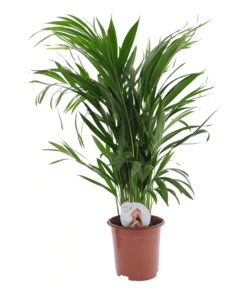 Areca Golden Palm - Houseplant - ø17cm - Height 60-70cm