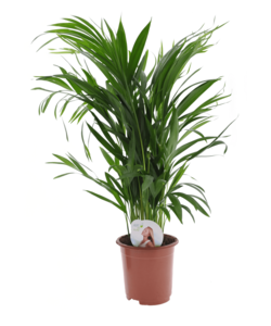 Dypsis Lutescens - Areca Złota Palma - Roślina doniczkowa -⌀17cm W60-70 cm