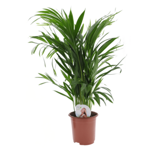 Areca Golden Palm - Houseplant - Pot 17 cm - Height 60 cm