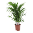 Areca Golden Palm - Houseplant - ø17cm - Height 60-70cm