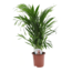 Palme Dypsis Lutescens Areca - Piante d'appartamento - ⌀ 17cm - Altezza 60-70cm