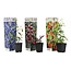 Superfruit - Mix de 3 - Myrtille - Canneberge - Goji - Pot 9cm - Hauteur 25-40cm