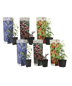 Superfruit - 6 Fruitbomen - Bosbes - Cranberry - Goji - Pot 9cm - Hoogte 25-40cm