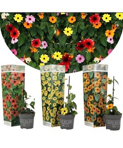 Thunbergia - Geel Oranje Rood - Mix van 3 - Klimplant - Pot 9cm - Hoogte 25-40cm