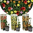 Thunbergia - Geel Oranje Rood - Mix van 3 - Klimplant - Pot 9cm - Hoogte 25-40cm