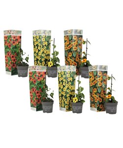 Mix van 6 Thunbergia - Geel,oranje,rood - Klimplant - Pot 9cm - Hoogte 25-40cm