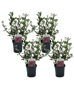 Weigela florida 'Nana Purpurea' - Set da 4 - vaso 17 cm - Altezza 25-40 cm