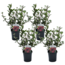 Weigela florida 'Nana Purpurea' - Set da 4 - vaso 17 cm - Altezza 25-40 cm