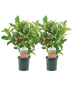 Weigela florida Red Prince - Set di 2 - arbusto - vaso 17 cm - Altezza 25-40 cm