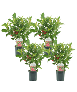 Weigela florida Red Prince - Set di 4 - arbusto - vaso 17 cm - Altezza 25-40 cm