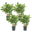 Weigela florida 'Red Prince' - Set de 4  - arbuste - Pot 17cm - Hauteur 25-40cm