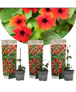 Thunbergia alata 'Arizona Rood' - Set van 3 - Klimplant - ⌀9cm - Hoogte 25-40cm