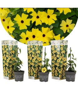 Thunbergia alata Lemon Star - Set van 3 - Klimplant - Pot 9cm - Hoogte 25-40cm